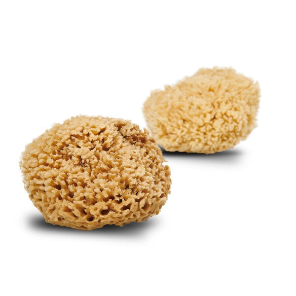Honeycomb Wool natursvamp 13-14 cm fra Cocoon – fra Unique Beds, Home & Living