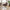 Harbo Spisebordsstol i Mushroom velour med sort drejefod fra House Nordic | 1stk.