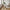Amorim Spisebordsstole i Hvid bouclé med sort drejefod fra House Nordic