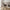 Amorim Spisebordsstole i Mushroom bouclé med sort drejefod fra House Nordic