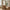 Carmel Plaid i Uld og Polyester i Tan fra House Nordic | L170xB130cm