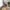 Harbo Spisebordsstol i Mushroom velour med sort drejefod fra House Nordic | 1stk.
