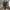 Eukalyptus Træ - Kunstig Plante i Grøn Fra House Nordic | PE Plastik - H:120 cm