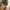 Oliventræ Kunstig Plante i Grøn PE Plastik fra House Nordic | L110xB100xH220 cm