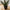 Aloe Vera Kunstig Plante i Grøn PE Plastik fra House Nordic | L30,5xB30,5xH51 cm