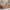 Bello Duo Plus Husseng med Midterindgang og Skuffe i Limet Fyrretræ i Flere Farver fra Raw Kids i farven Toffee – fra Unique Beds, Home & Living