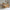 Boho Maxi Børneseng i Limet Fyrretræ i Flere Farver fra Raw Kids i farven Toffee – fra Unique Beds, Home & Living