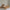 Boho Børneseng med Hegngavl i Limet Fyrretræ i Flere Farver fra Raw Kids i farven Toffee – fra Unique Beds, Home & Living