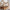 Classic Plus Husseng med Skuffe i Limet Fyrretræ i Flere Farver fra Raw Kids i farven Toffee – fra Unique Beds, Home & Living