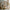 House Classic Husseng i Limet Fyrretræ i Flere Farver fra Raw Kids i farven Toffee – fra Unique Beds, Home & Living