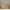 New House Bello Duo Husseng med Midterindgang i Limet Fyrretræ i Flere Farver fra Raw Kids i farven Toffee – fra Unique Beds, Home & Living