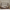 New House Bello Duo Husseng med Midterindgang i Limet Fyrretræ i Flere Farver fra Raw Kids i farven Mørk valnød – fra Unique Beds, Home & Living