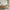 Verto Rungs Duo Børneseng med Midterindgang i Limet Fyrretræ i Flere Farver fra Raw Kids i farven Toffee – fra Unique Beds, Home & Living