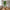 Fiddle Violinfigen Kunstig Plante i Grøn PE Plastik fra House Nordic | B46xL36xH100 cm