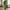 Fiddle Violinfigen Kunstig Plante i Grøn PE Plastik fra House Nordic | B46xL36xH100 cm