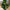 Fiddle Violinfigen Kunstig Plante i Grøn PE Plastik fra House Nordic | B46xL36xH100 cm