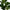 Fiddle Violinfigen Kunstig Plante i Grøn PE Plastik fra House Nordic | B46xL36xH100 cm
