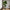 Fiddle Violinfigen Kunstig Plante i Grøn PE Plastik fra House Nordic | B93xL81xH190 cm