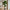 Fiddle Violinfigen Kunstig Plante i Grøn PE Plastik fra House Nordic | B93xL81xH190 cm