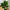 Fiddle Violinfigen Kunstig Plante i Grøn PE Plastik fra House Nordic | B93xL81xH190 cm