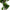 Fiddle Violinfigen Kunstig Plante i Grøn PE Plastik fra House Nordic | B93xL81xH190 cm