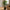 Figentræ Kunstig Plante i Grøn PE Plastik fra House Nordic | B40xL40xH60 cm