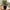 Figentræ Kunstig Plante i Grøn PE Plastik fra House Nordic | B40xL40xH60 cm