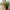 Græs Kunstig Plante i Grøn PE Plastik fra House Nordic | B51xL51xH45 cm