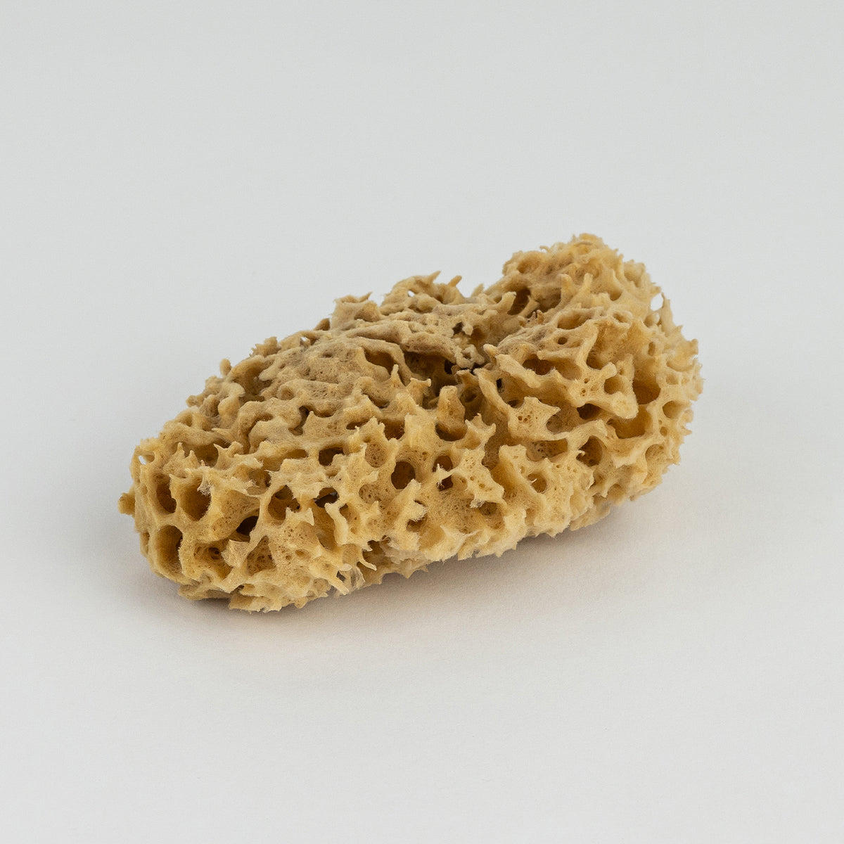 Honeycomb Badesvamp – Natursvamp fra Middelhavet 8-9 cm / 10-11 cm fra UniqueBeds Home and Living
