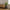 Skimmia Kunstig Plante i Grøn PE Plastik fra House Nordic | B40xL40xH75 cm