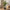 Skimmia Kunstig Plante i Grøn PE Plastik fra House Nordic | B40xL40xH75 cm