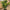 Skimmia Kunstig Plante i Grøn PE Plastik fra House Nordic | B40xL40xH75 cm