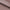 Slinky Chaiselong Dusty Rose Stof Horisontal