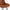 Waylor Spisebordsstol Camel Actona
