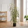 ai-miljoe-1-gr-s-plante-i-gr-n-fra-house-nordic-36x36x89cm-222731 Græs Plante i Grøn fra House Nordic | 36x36x89cm - Billede 1