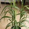 ai-miljoe-3-gr-s-plante-i-gr-n-fra-house-nordic-36x36x89cm-222731 Græs Plante i Grøn fra House Nordic | 36x36x89cm - Billede 3