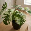 ai-miljoe-web-3-monstera-kunstig-plante-i-gr-n-pe-plastik-fra-house-nordic-l26xb26xh41 Monstera Kunstig Plante i Grøn PE Plastik fra House Nordic | L26xB26xH41 cm - Billede 3