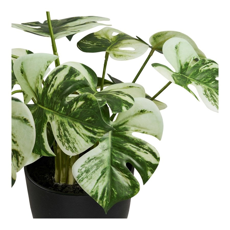 monstera-kunstig-plante-i-grn-pe-plastik-fra-house-nordic-l26xb26xh41-2 Monstera Kunstig Plante i Grøn PE Plastik fra House Nordic | L26xB26xH41 cm - Billede 5